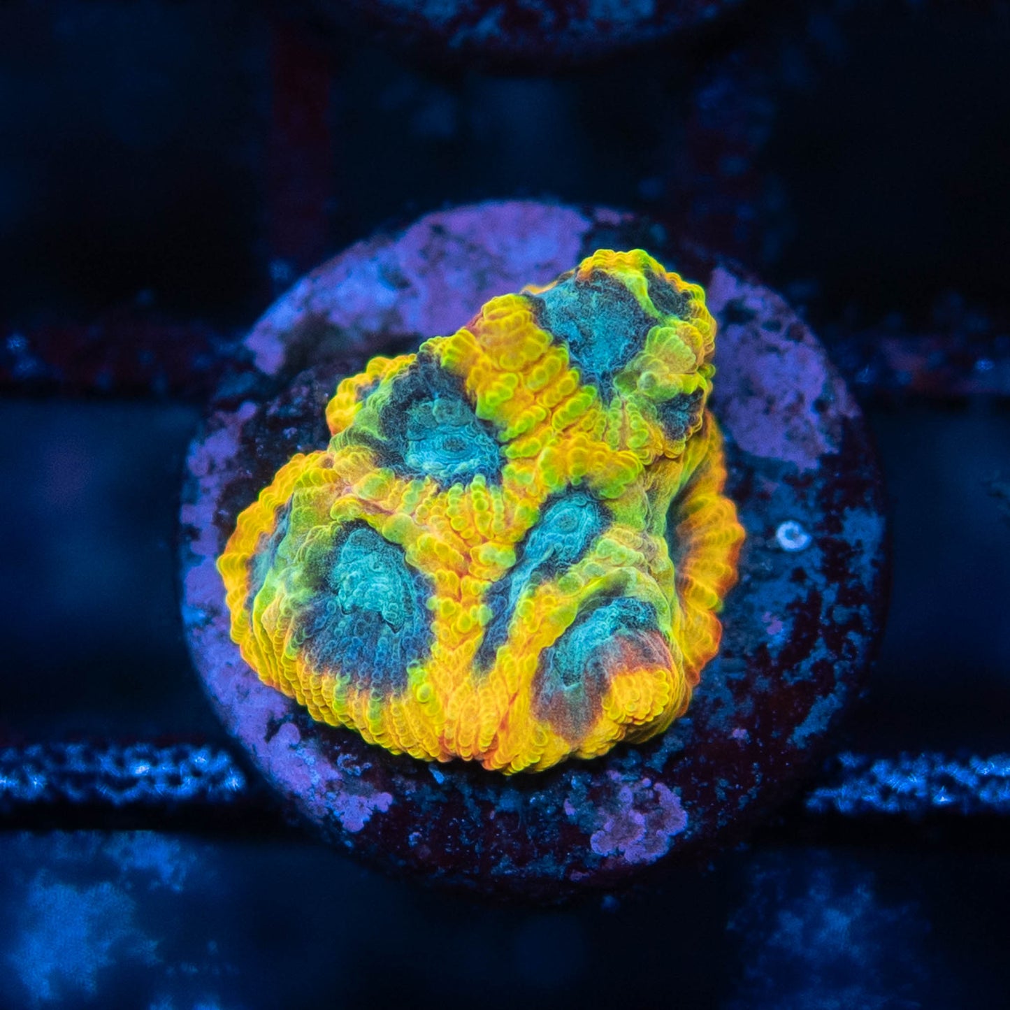 CK Electric Daisy Favia