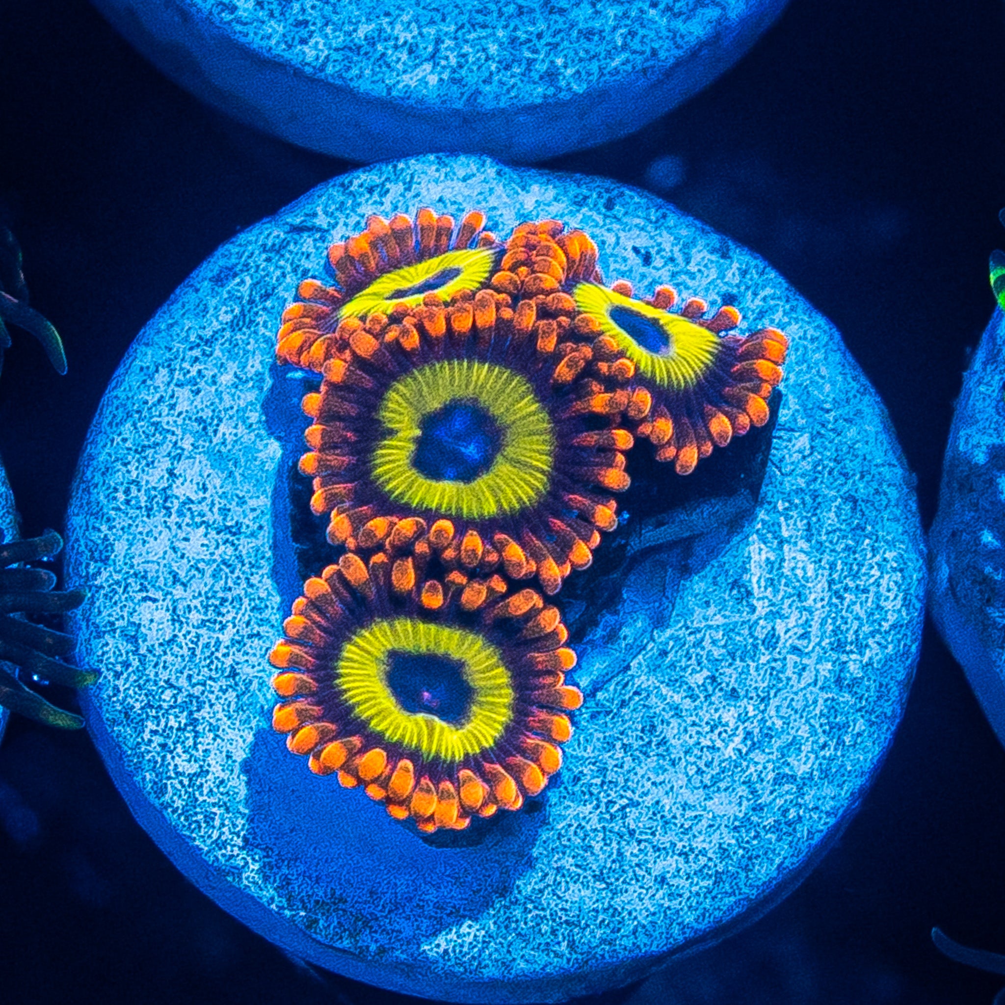 Jungle Juice Zoa's CM Aquaculture