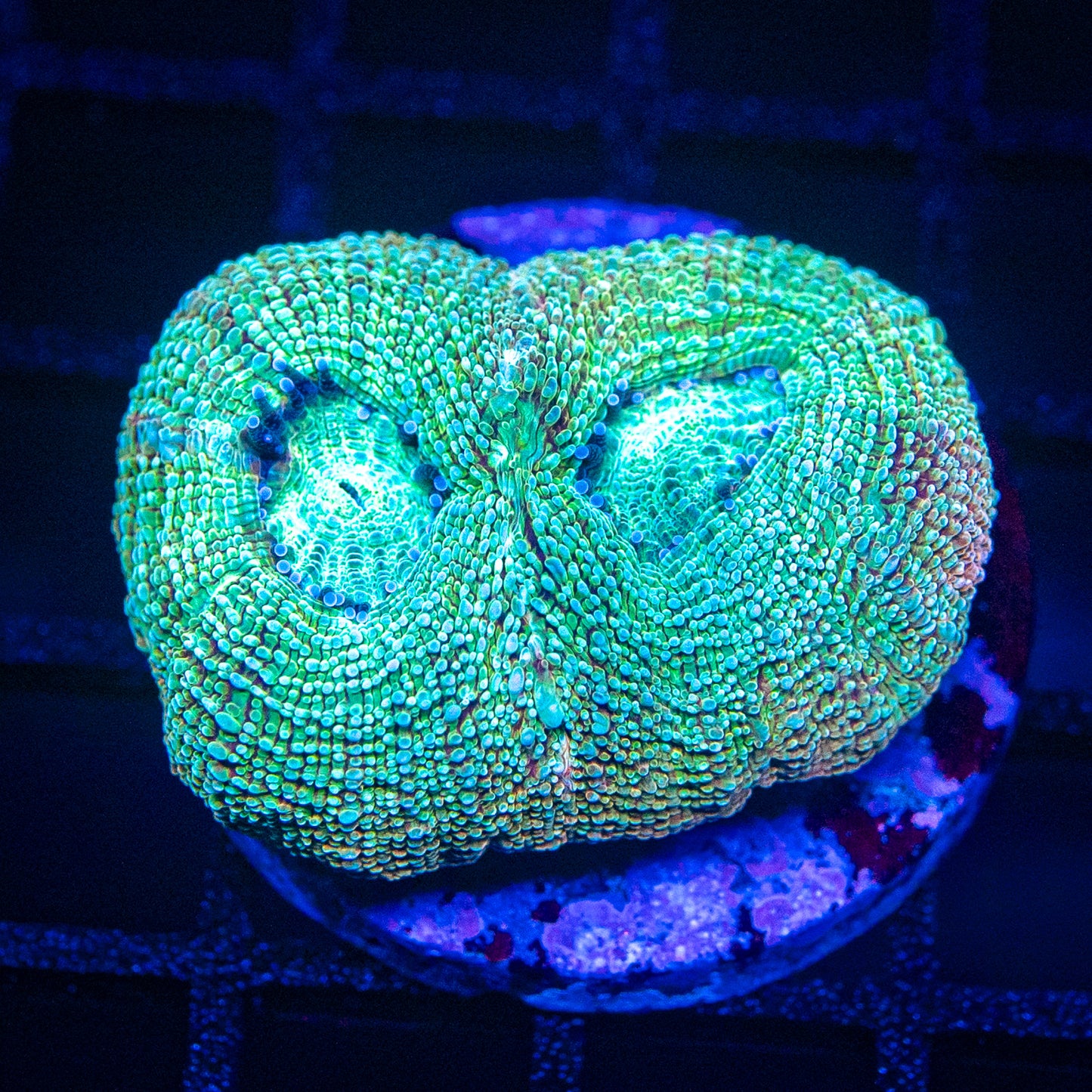 Holy Guac Bowerbanki Coral Frag