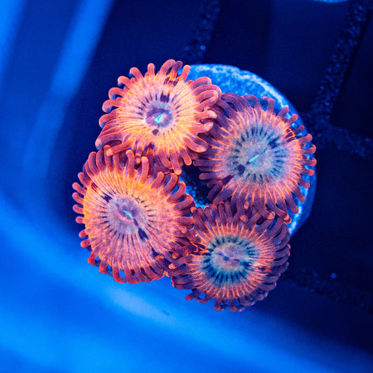 Volcanic War Zoa's