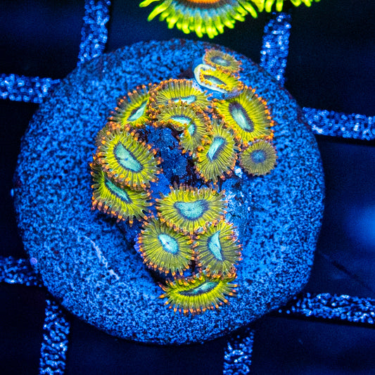 Pikachu Zoa's