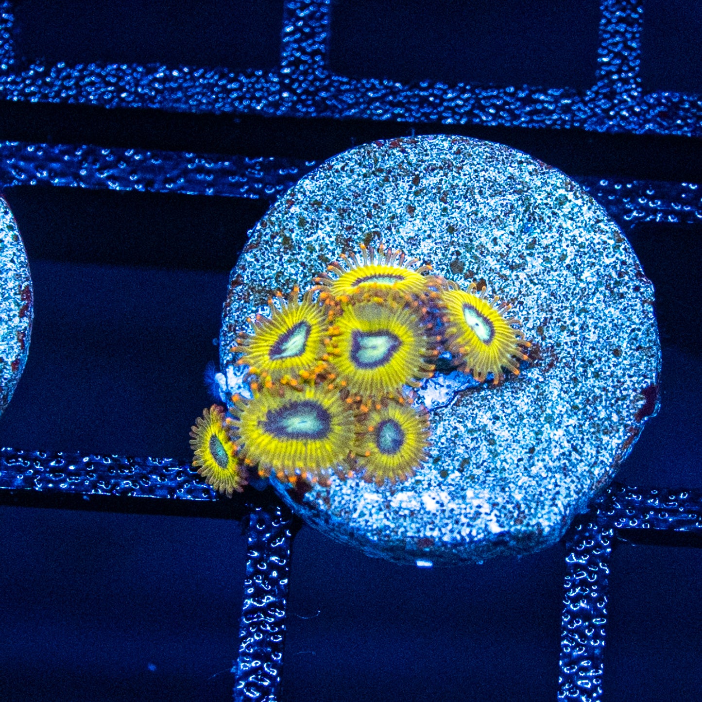 Pikachu Zoa's