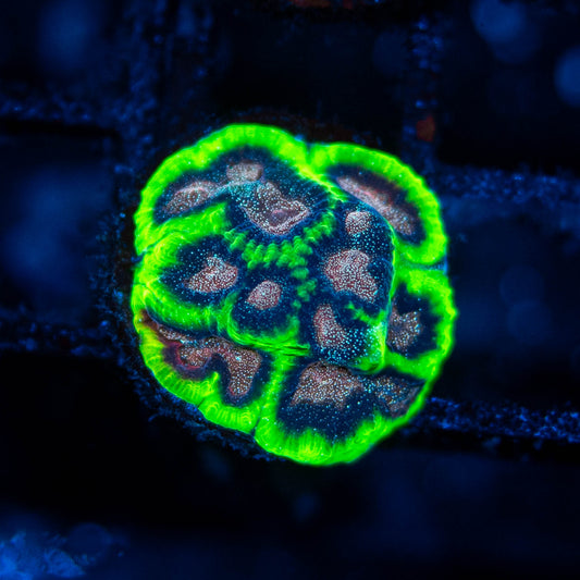 Biohazard Favia