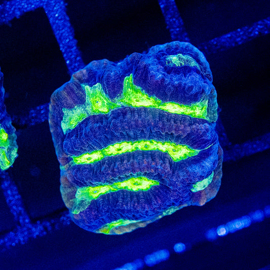 Bio Hazard Maze Brain Platygyra - CM Aquaculture