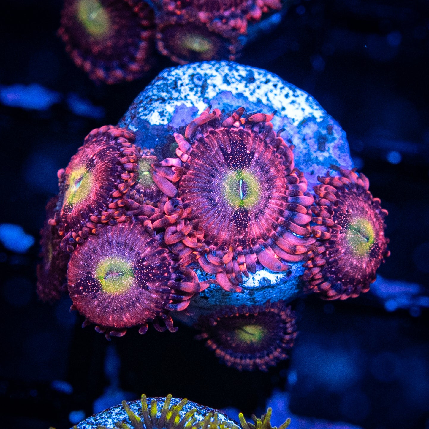 Playboy Bunny Zoa's