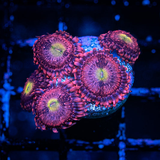 Playboy Bunny Zoa's