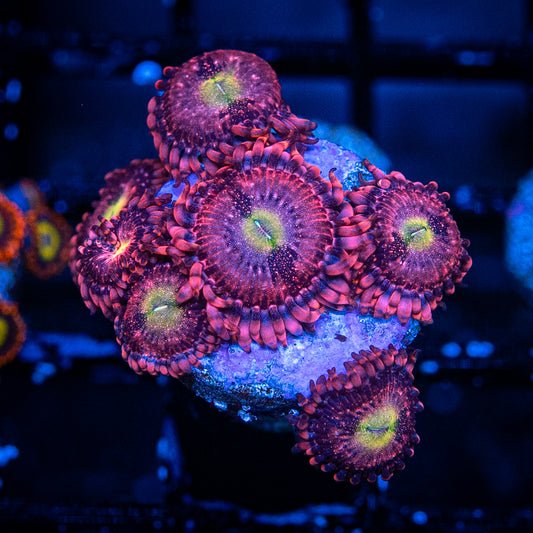 Playboy Bunny Zoa's