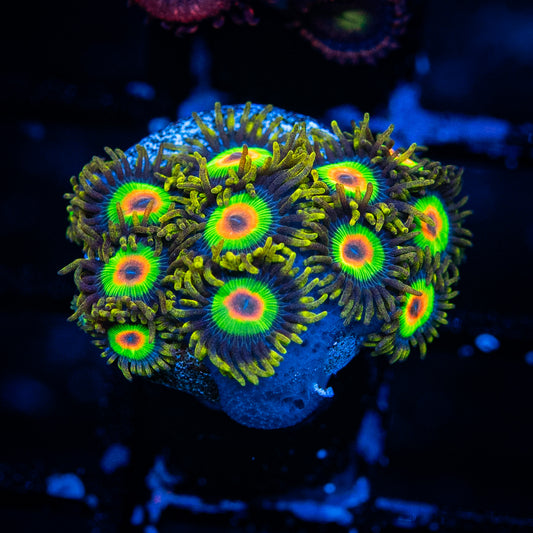 Rasta Zoa's