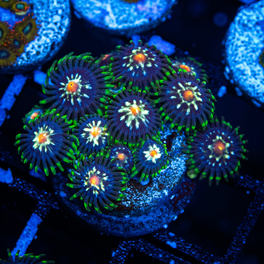 Star Gazer Zoa's