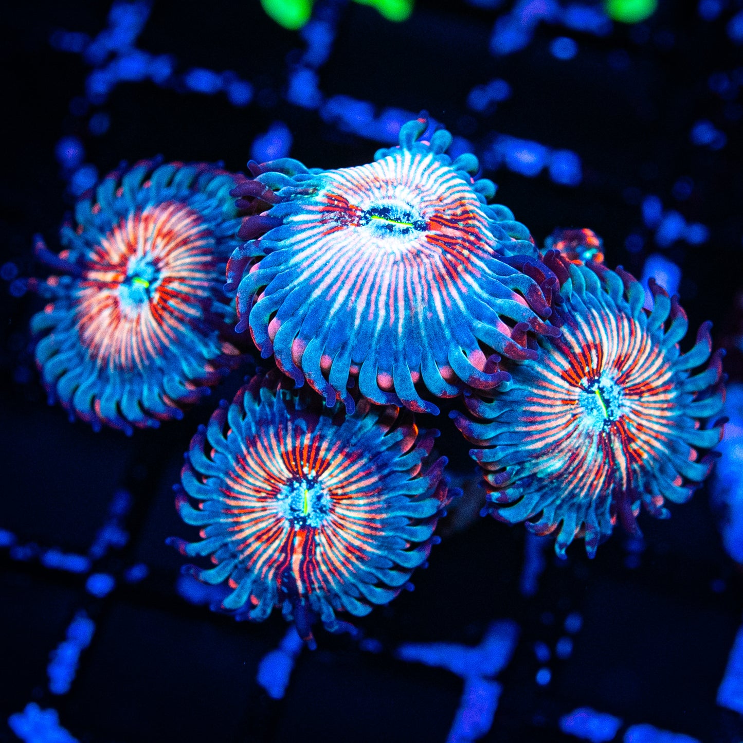 White Zombie Zoa's