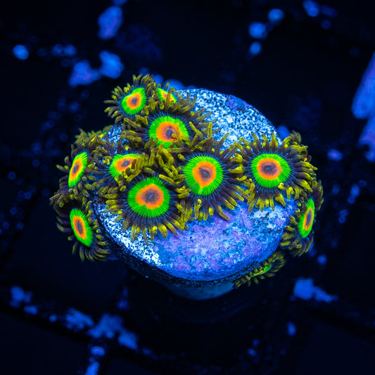 Rasta Zoa's