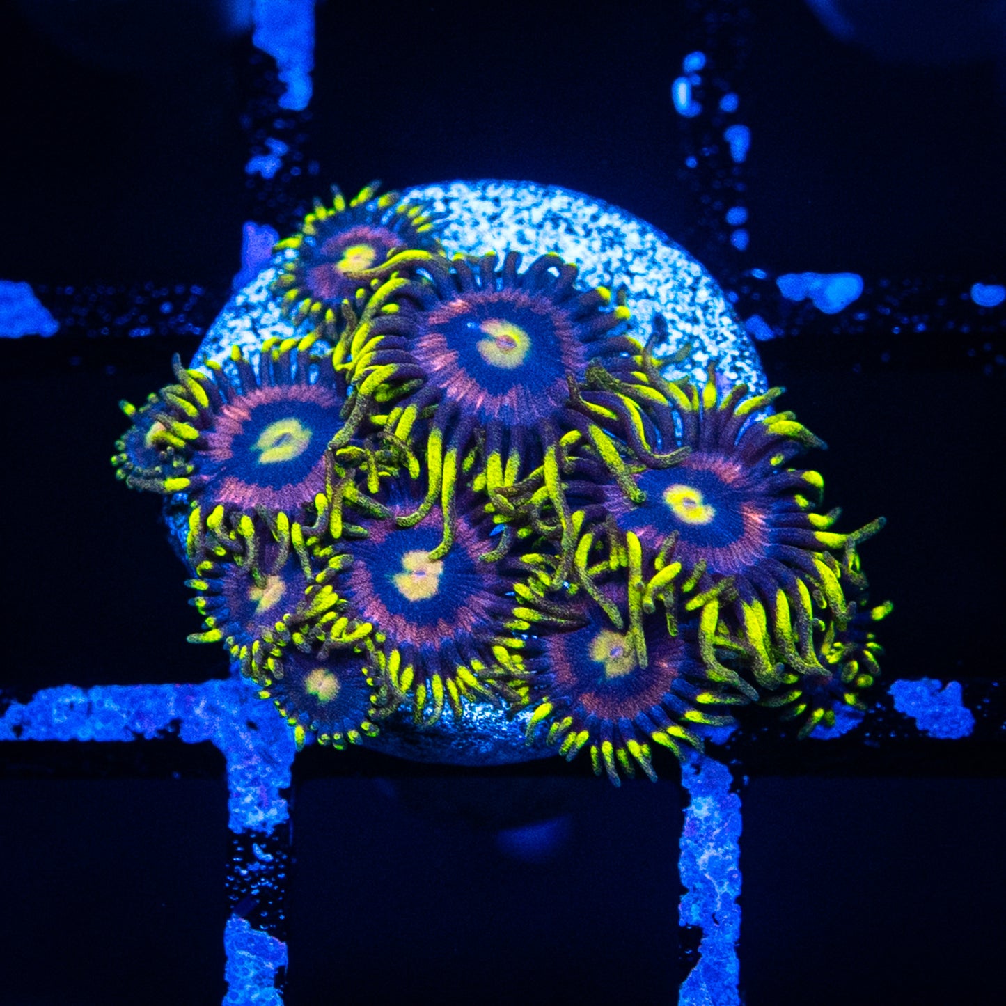 Mister Twister Zoa's