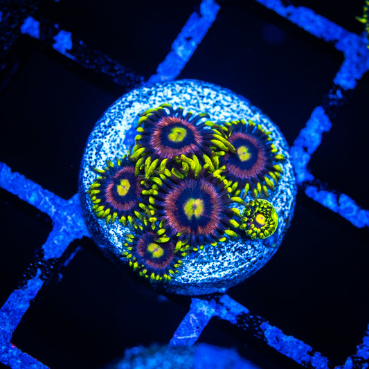 Mister Twister Zoa's