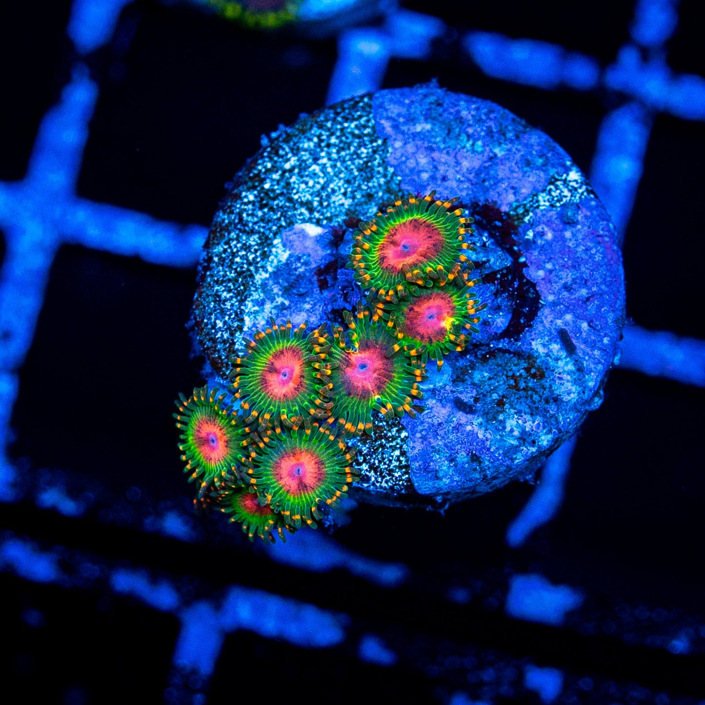 Awesome Blossom Zoa's