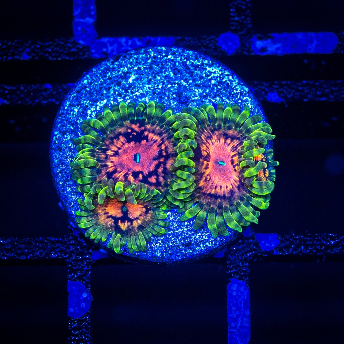 Marvin The Martian Zoa’s