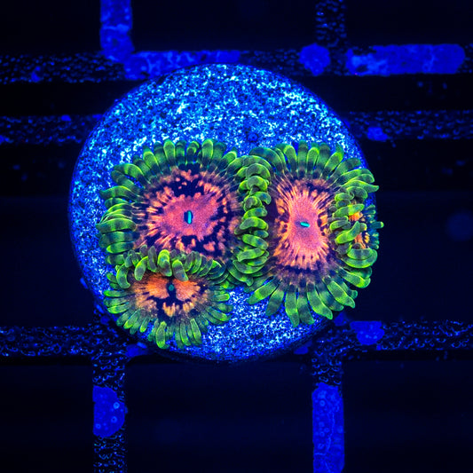 Marvin The Martian Zoa’s