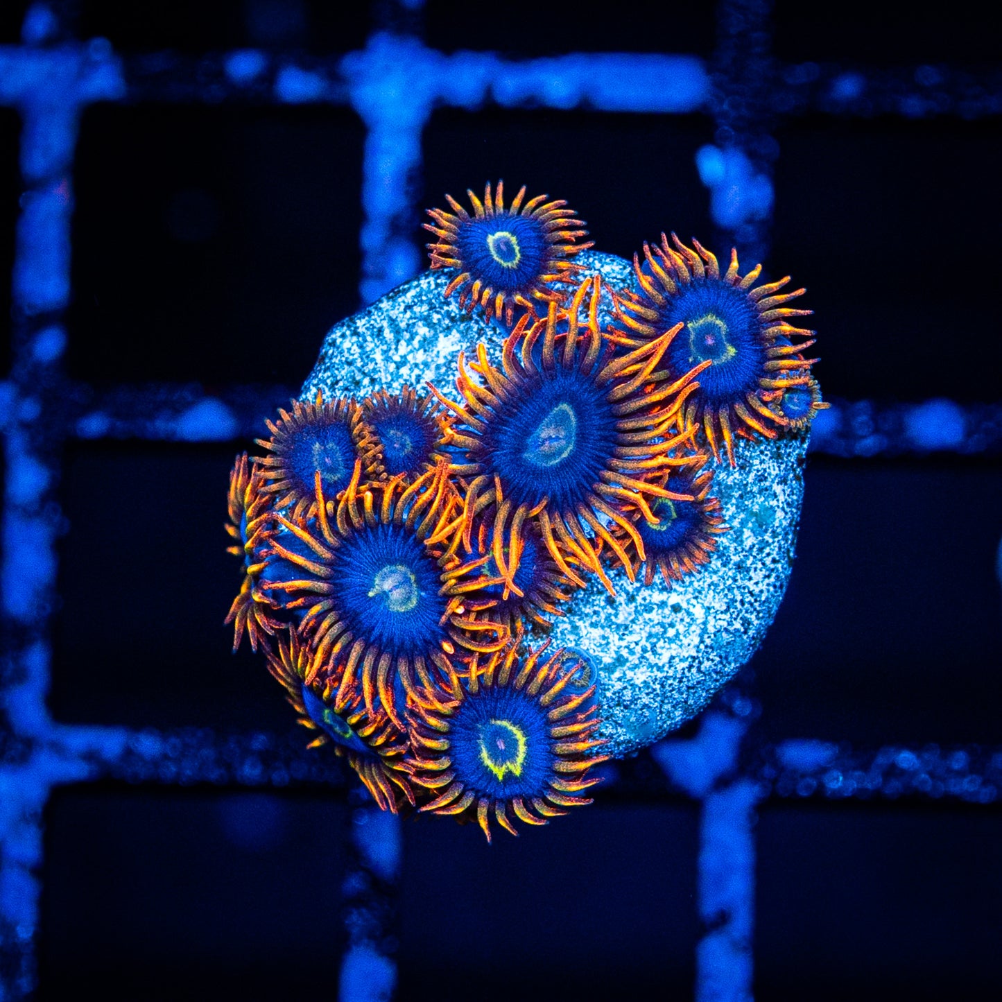 Rainbow Hornet Zoa's