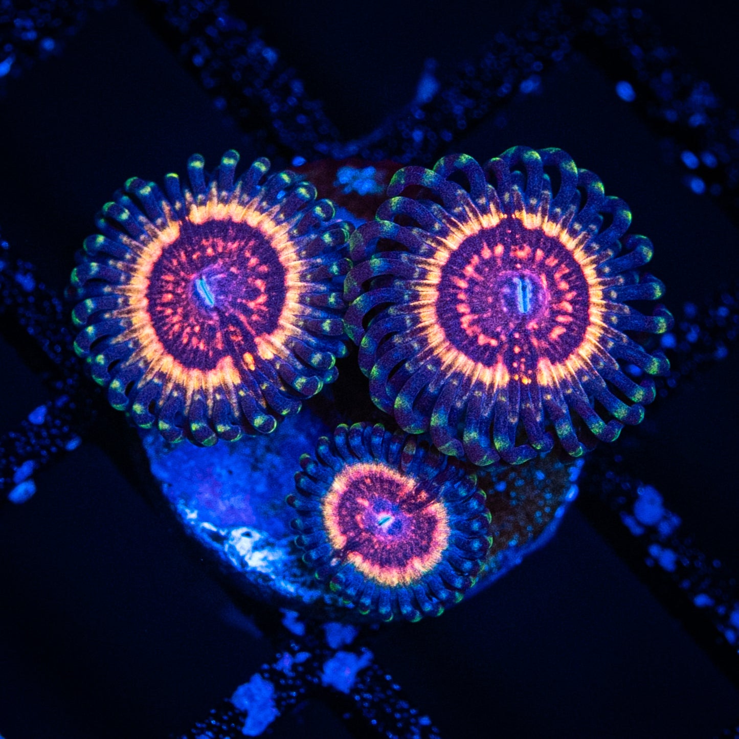 Pink Zipper Zoa's