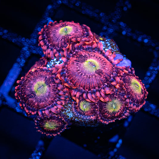 Playboy Bunny Zoa's