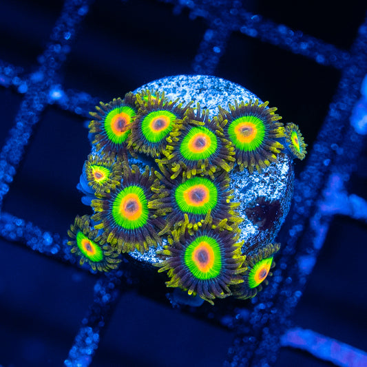 Rasta Zoa's