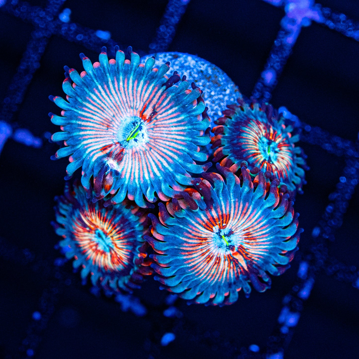 White Zombie Zoa's