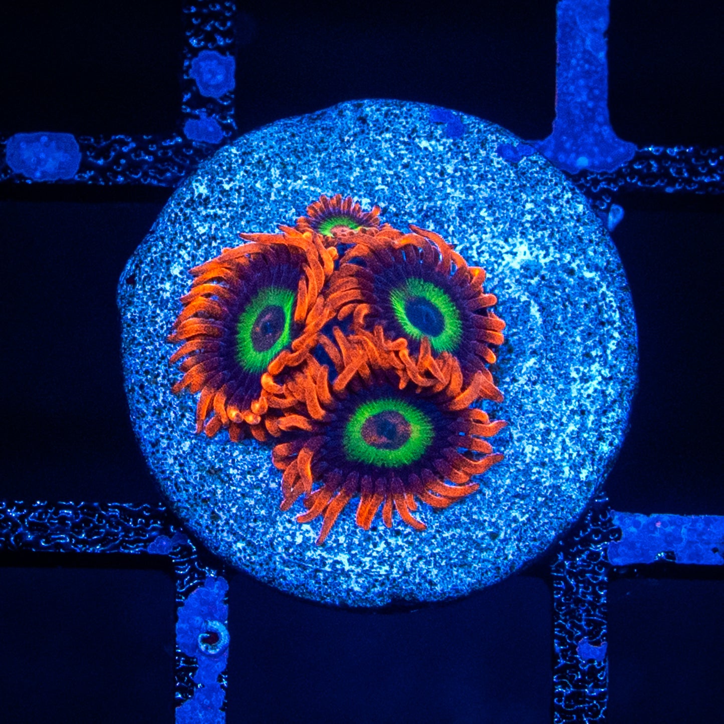 Emeralds On Fire Zoa's