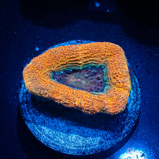 Orange Nebula Bowerbanki - CM Aquaculture