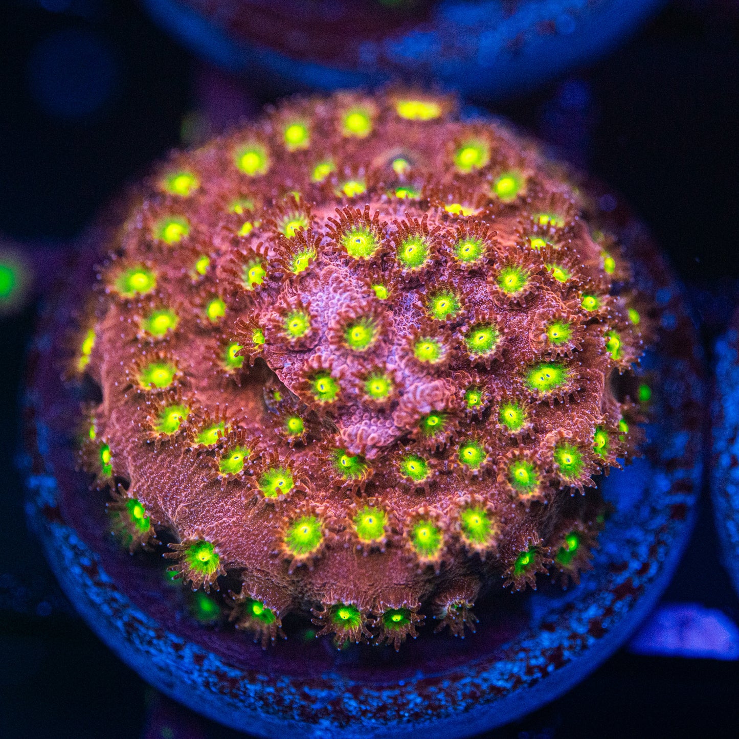 Bling Bling Cyphastrea