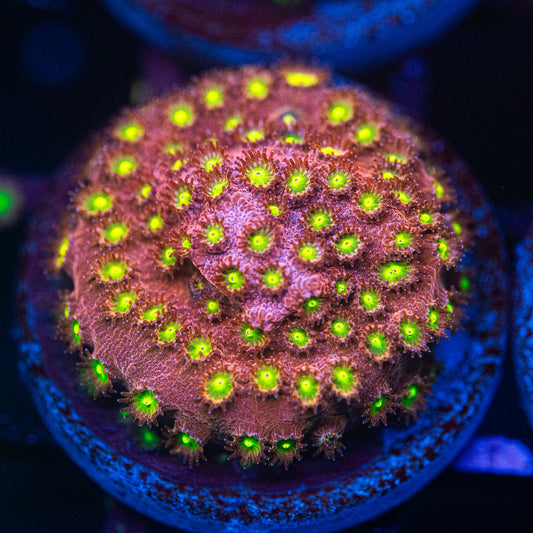 Bling Bling Cyphastrea