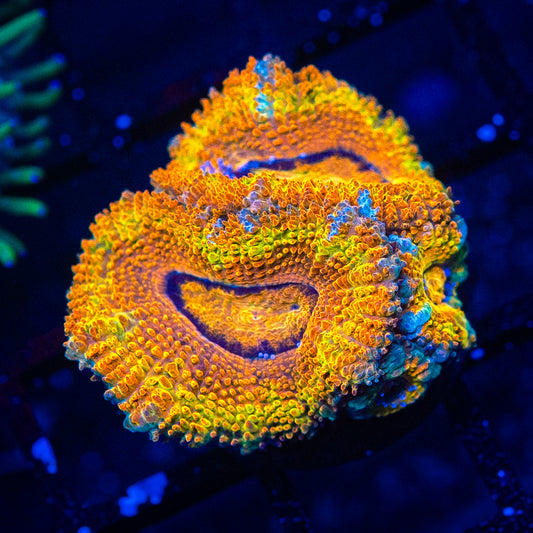 CMA Sun God Acan