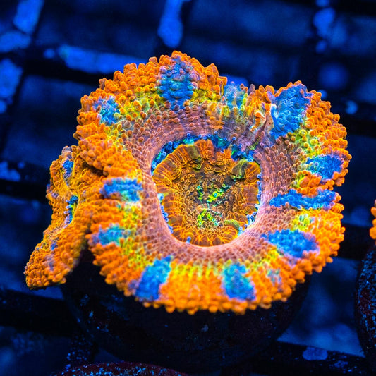 CMA Rainbow Vomit Acan