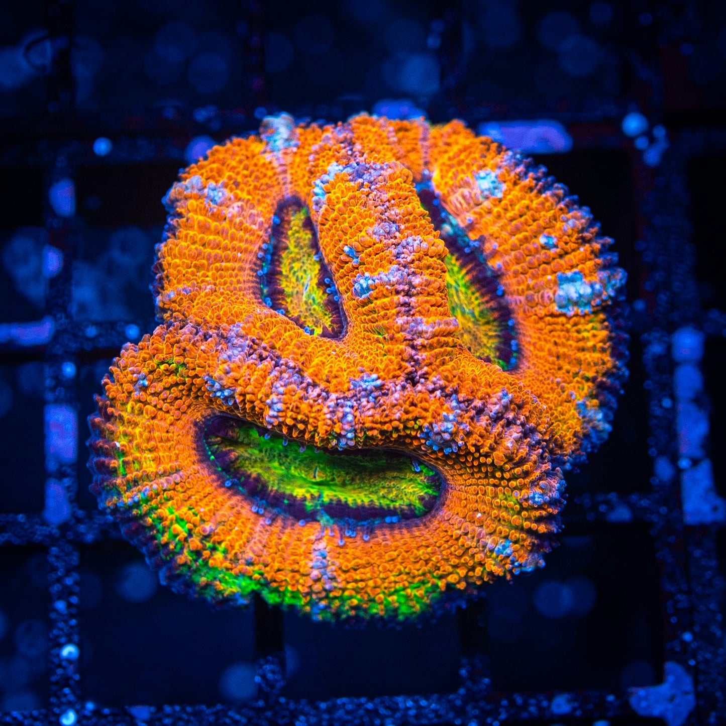 Ultra Acan