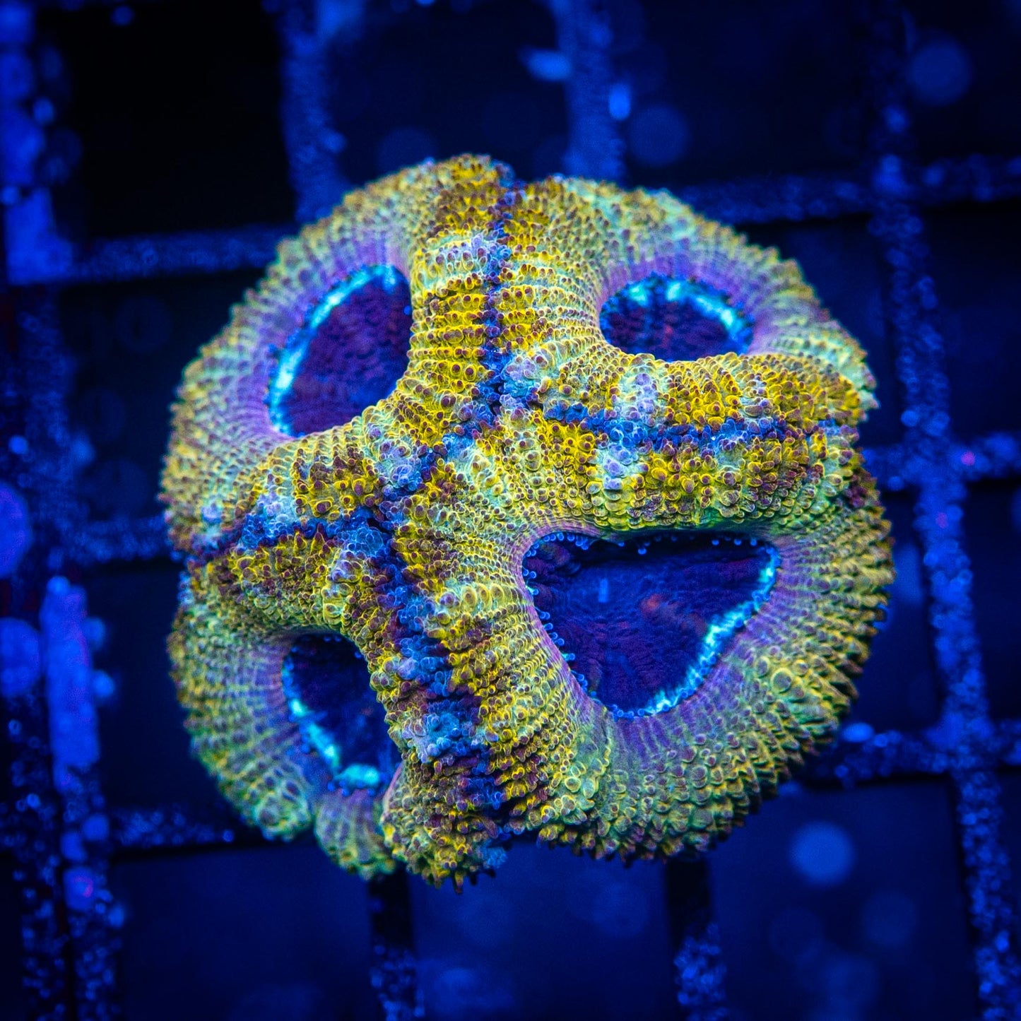 Ultra Acan