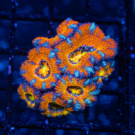 Ultra Acan