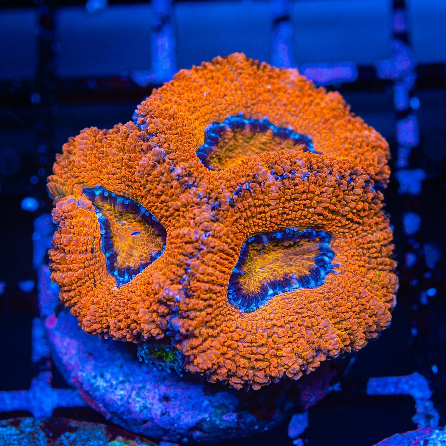 Ultra Acan