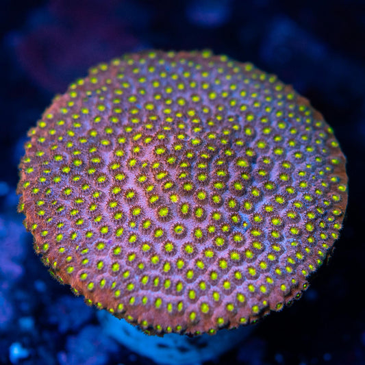 Bling Bling Cyphastrea 3” Colony